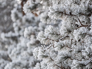 Pine branch with needles is covered with snow in the sunset light