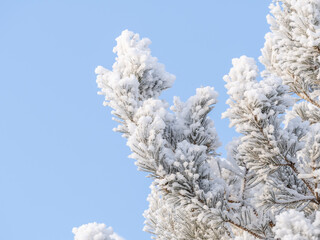 Pine branch with needles is covered with snow in the sunset light