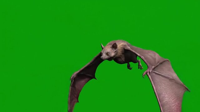 Large Bat Flying Gracefully on Green Screen for Easy Compositing and Visual Effects.