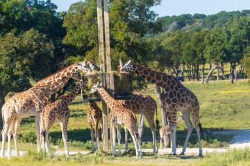 Majestic Giraffe Sighting at Fossil Rim Wildlife Center