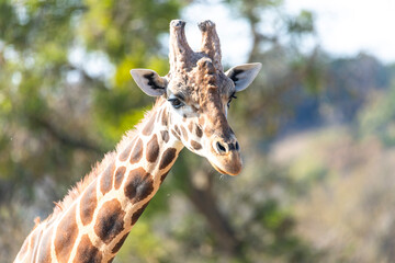 Majestic Giraffe Sighting at Fossil Rim Wildlife Center