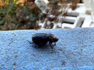 a closeup shot of a black beetle on a cement floor