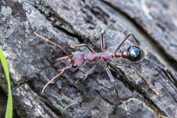 Australian Bull Ant from the Snowy Mountains New South Wales