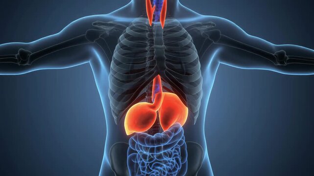 Human Endocrine System Organs Highlighted - Anatomical Animation