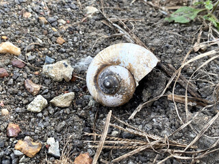 snail in the ground
