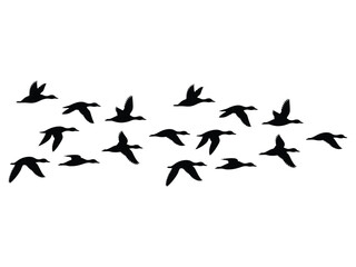 Fototapeta premium Flock of Flying Ducks Silhouette | Migration Wildlife Group Vector