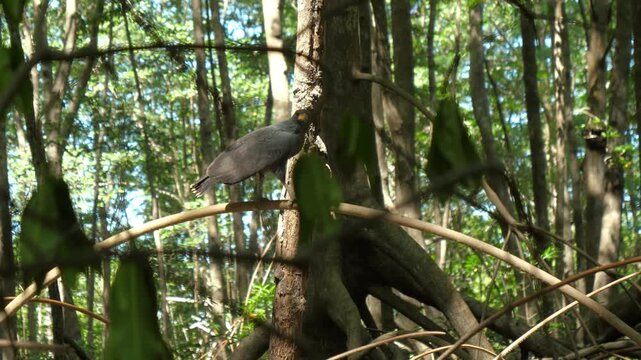A Black hawk (Buteogallus anthracinus) perched on a branch in the forest jungle. Close-up wide shot with a panning, moving camera. Costa rica, Central america
