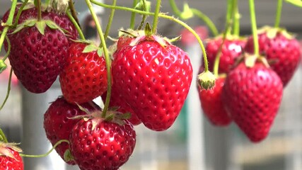 真っ赤に熟れたビニールハウス栽培のいちごのクローズアップ  4K