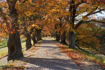 背割堤の桜の紅葉
