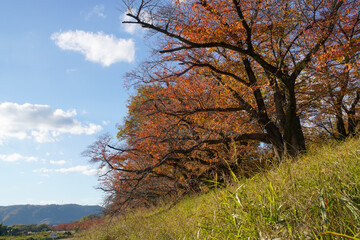 背割堤の桜の紅葉