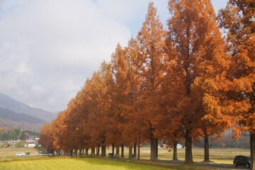 マキノのメタセコイア並木