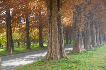 マキノのメタセコイア並木
