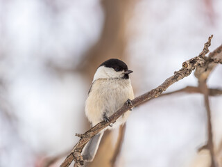 Cute bird the willow tit, song bird sitting on a branch without leaves in the winter.