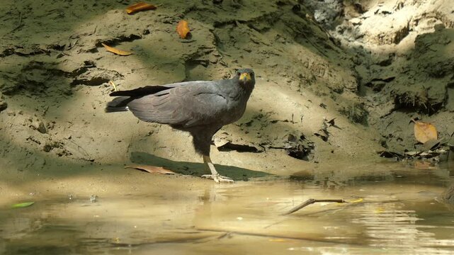 Common Black Hawk (Buteogallus anthracinus) perched on the edge of a stream in the forest drinking water. Close-up shot with a panning camera moving from the canoe and the water channel.