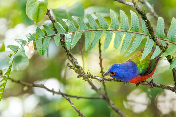 A male painted bunting (Passerina ciris), a rainbow songbird, in the Corkscrew Regional Ecosystem Watershed bird rookery swamp trails site. 