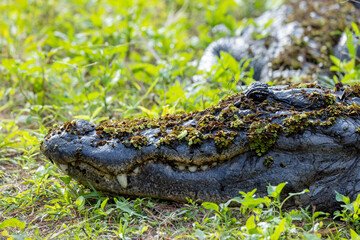 American alligator (Alligator mississippiensis) at the Corkscrew Regional Ecosystem Watershed (CREW) in south Florida