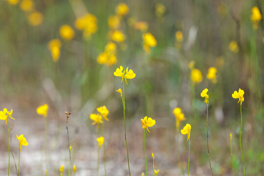 Yellow wildflowers in an area that tends to flood for some parts of the year &mdash; probably a type of bladderwort plant. Please check with an expert if accuracy matters for your project. In south Florida.