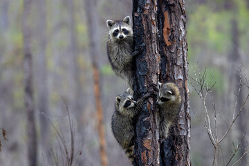 Three raccoons (Procyon lotor) climb a pine tree in the Corkscrew Regional Ecosystem Watershed (CREW) Flint Pen Strand, Florida