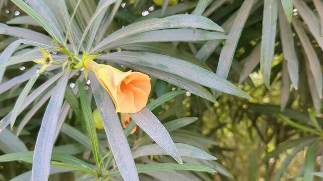 Flower close-up of a beautiful orange oleander flower with green leaves in soft focus nature background video