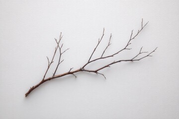 Bare tree branch on a white surface showcasing natural textures and simplicity in a minimalist setting