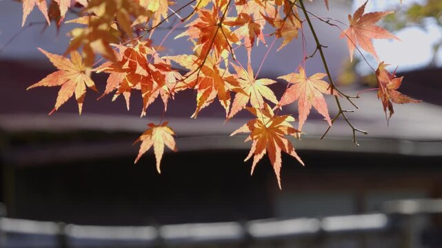 Close up of perfect yellow maple leafs with shadows and silhouettes