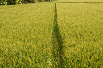 まっすぐに伸びた麦畑のあぜ道