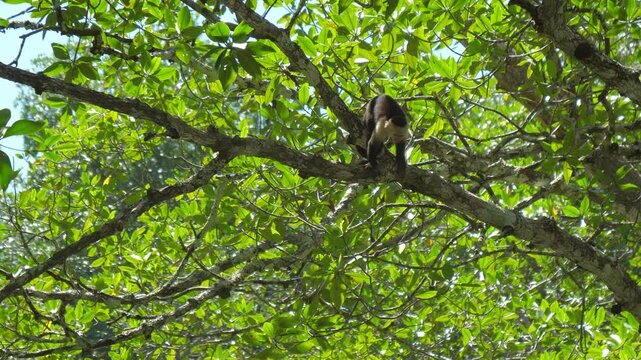 A monkey moves carefully along a tree branch, surrounded by dense green leaves and sunlight filtering through the forest canopy, capturing a natural moment of wildlife in its habitat. Costa rica jungl