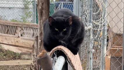 Pissed off Cat © Samay Photography