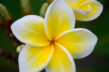 Close-up of a Vibrant Yellow and White Plumeria Flower with Dew Drops