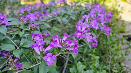 Fototapeta premium Blooming garlic vine flowers blooming in vivid blue purple tones color close-up views, soft delicate petals, climbing growth patterns, beautiful winter vibrant garden sceneryr botanical visuals