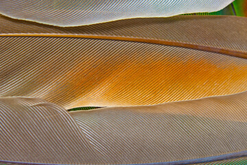Beautiful colorful group parrot feather pattern texture luxury for background