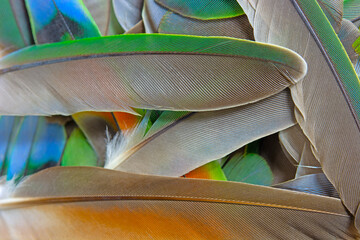 Beautiful colorful group parrot feather pattern texture luxury for background