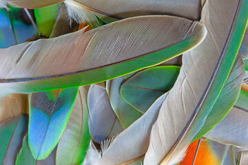 Beautiful colorful group parrot feather pattern texture luxury for background