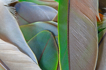 Beautiful colorful group parrot feather pattern texture luxury for background