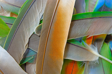 Beautiful colorful group parrot feather pattern texture luxury for background