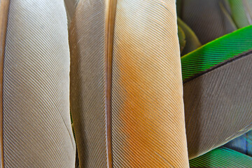 Beautiful colorful group parrot feather pattern texture luxury for background
