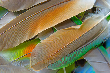 Beautiful colorful group parrot feather pattern texture luxury for background