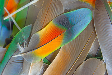 Beautiful colorful group parrot feather pattern texture luxury for background