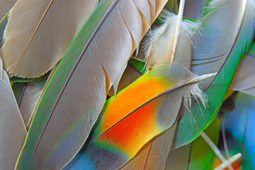 Beautiful colorful group parrot feather pattern texture luxury for background