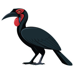 black and yellow billed hornbill