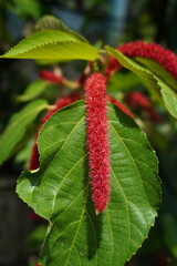 Close-up of Red Chenille Plant (Acalypha\hispida) Flower Spikes