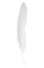 white gray feather isolated on white  background with clipping path