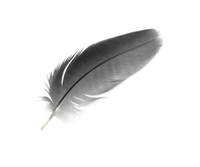 Obraz premium Bird crow swan black feather isolated on white background