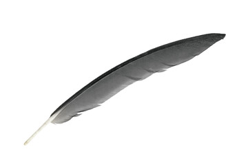 Fototapeta premium Bird crow swan black feather isolated on white background with clipping path