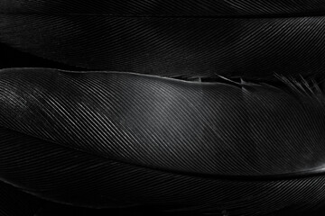 Beautiful black swan crow feather pattern  texture background