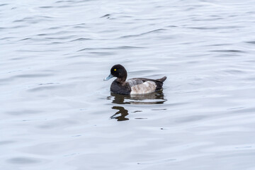 Fototapeta premium Drake Greater scaup swimming on a pond.