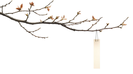 Tanzaku wishing strip with colorful paper and elegant design used for Japanese festival traditions isolated on white background