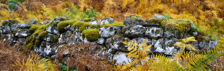 Rough stone wall with moss and lichen surrounded by bracken ferns in fall color, oranges and yellows, Scottland, UK, nature background
