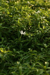 green leaves in the garden