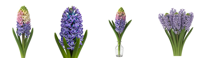 Four hyacinth flowers in different stages of bloom against a plain, solid color backdrop image on transparent background